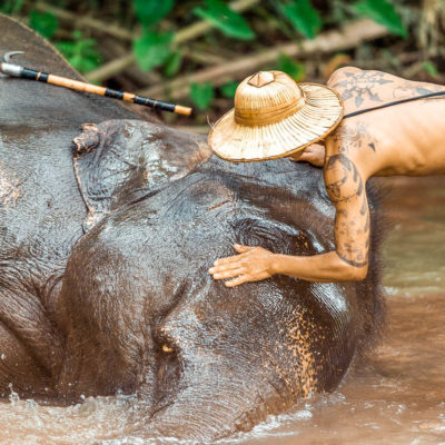 elephants thailand need
