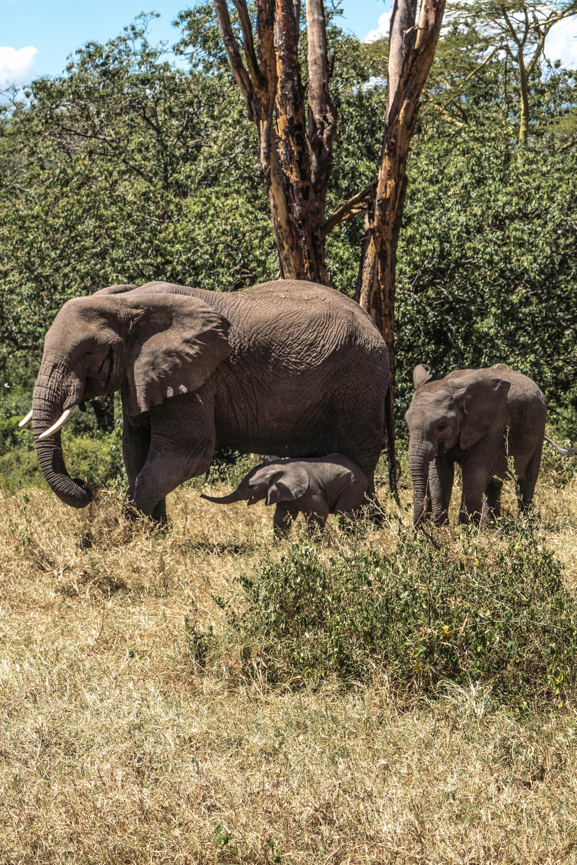 the big five elephant africa safari game drive